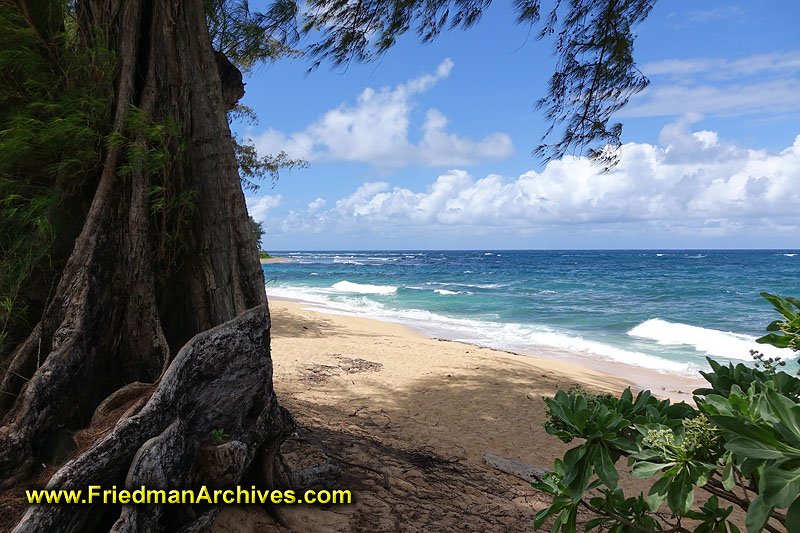 beach,hawaii,kauai,beach,clear,water,blue,tree,sand,surf,postcard,